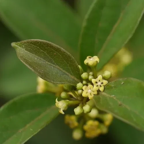 Pianta di Gymnema sylvestre